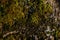 Light green moss on a gray stone resembles an autumn forest from a height