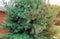 Light green pine tree branches with small pink buds and cluster amazing summer forest nature