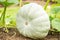 Light green pumpkin grows in the garden and is gaining ripeness