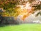 Light Green, Red , Orange maple leaves on branch of tree in the public park with Sunlight in the morning, feeling fresh in autumn.