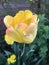 A light green spider crawls on a yellow orange Tulip petal