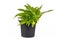Light green Sweet Potato ``Ipomoea Batatas Sweet Caroline` ornamental vine plant on white background