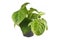 Light green `Syngonium Macrophyllum Frosted Heart` houseplant in flower pot on white background