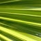 Light green true leaf background