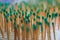 Light green wooden matches as illustration background of people standing in crowd concept. Group of objects background.