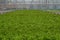 Light greenhouse with young sprouts of greenery.