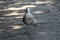 Light grey bird with dark grey to brown spots on wings standing on concrete sidewalk in shade of large tree and looking directly