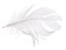 Light grey goose feather isolated on white