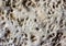 Light grey stone porous background texture limestone