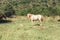 A light horse with a red mane grazes in a meadow, next to his foal. Free grazing