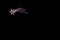 Light illumination of the Star of Bethlehem on a black smooth background