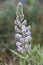 Light Lavender Lupine soloing in springtime shrub steppe backdrop