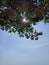 Light, leaf and sky