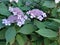 Light lilac flowers on a green bush Large leaves.