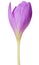 Light lilac semi-open crocus on white