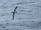 Light-mantled Sooty Albatross, Roetkopalbatros, Phoebetria palpebrata