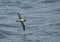 Light-mantled Sooty Albatross, Roetkopalbatros, Phoebetria palpebrata