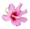 Light mauve Hibiscus rosa-chinensis flower