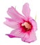 Light mauve Hibiscus rosa-chinensis flower