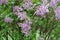 Light mauve panicles of flowers of lilac