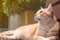 Light orange cat lying on a wooden bench