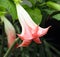 Light Orange Datura Flower