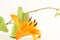 Light orange lily flower