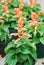 Light Orange Salvia Splendens, flower pot plants in the black pot