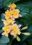 Light orange and yellow color of Brassolaelio Cattleya Golden Tang orchids