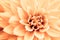 Light orange yellow dahlia flower macro photo