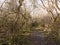 light piercing through holloway of branches country track path