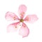Light pink almond flower top view, flowering cherry flower, five sakura petals botanical illustration isolated on white