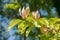 Light pink and apricot magnolia blossom. twig with green leaves, blurry branches and blue sky