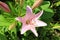 A Light Pink Asiatic Lily Flower and Buds