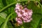 Light Pink Bergenia Flower in Green Leaves