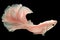 The light pink betta gracefully glides through the water its tail swaying in a mesmerizing fashion creating a captivating sight