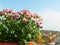 Light pink blooming of potted mums or chrysanthemum morifolium against indoor window on a sunny autumn day. Home gardening as a