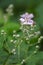 light pink blooms on a blackberry vine