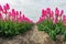 Light pink budding and flowering tulip blooms in long rows