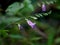 Light pink color flower of a wild plant belonging to plumbago family