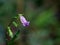 Light pink color flower of a wild plant belonging to plumbago family