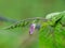 Light pink color flower of a wild plant belonging to plumbago family