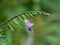 Light pink color flower of a wild plant belonging to plumbago family