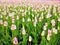 Light pink color numerous Spring tulips on a green field