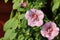 Light pink color of petunia multiflora flower on green tree background. Petunia is genus of 20 species of flowering plants