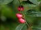 Light pink color seeds of sweet leaf or Sauropus androgynus