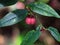 Light pink color seeds of sweet leaf or Sauropus androgynus