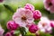 Light Pink Crab Apple Tree Blooms