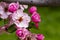 Light Pink Crab Apple Tree Blooms