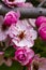 Light Pink Crab Apple Tree Blooms